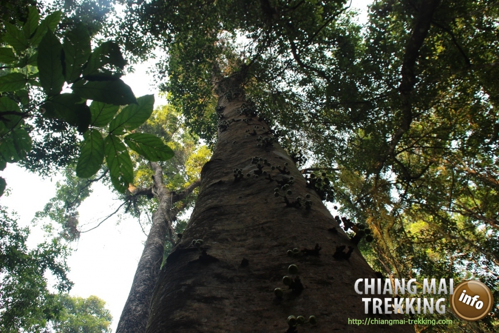 3-days/2-nights Trekking Tour | Chiang Mai Trekking | Das beste Trekking in Chiang Mai mit Piroon Nantaya